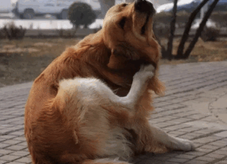 Why Does My Dog Keep Scratching His Ears Even After Cleaning? What You Might Be Missing